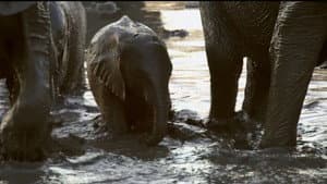 If I Were an Elephant