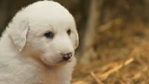If I Were a Great Pyrenees