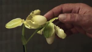 La principessa Orchidea