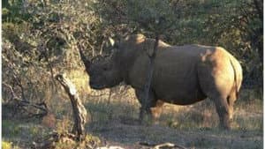 Elephants & Rhinoceroses – A Complicated Co-Existence