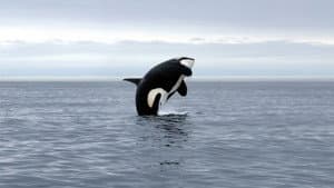 Orca