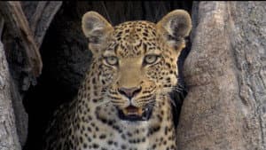 If I Were a Leopard