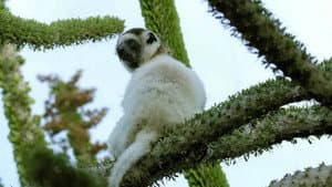 A World of Thorns: Thorny Forest, Madagascar