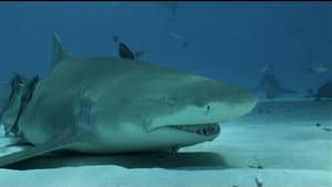 If I Were a Lemon Shark