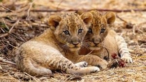 The Lions Fall