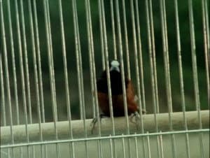 Rescue the Goshawk