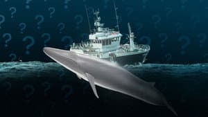 Why Does Iceland Still Hunt Whales?