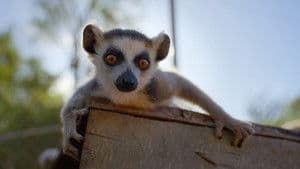 The Lemur Pup