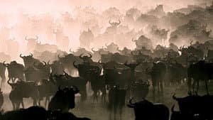 The Great Migration