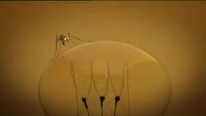 The Mosquito