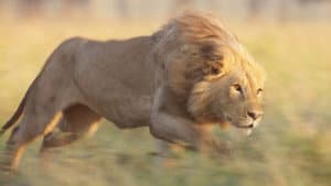 Chapter Four: To Be King