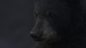 A Bear's Thanksgiving