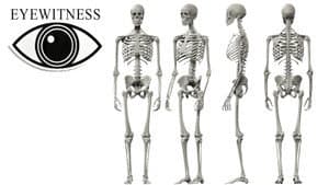 Skeleton