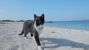 Okinawa/Kudaka: A Spiritual Paradise