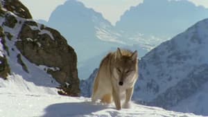 If I Were a Wolf