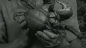 Canoes And Coconut Crabs