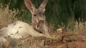 If I Were a Kangaroo