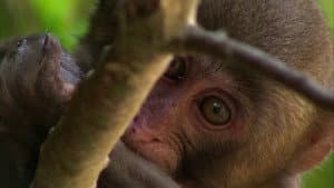 If I Were a Japanese Macaque
