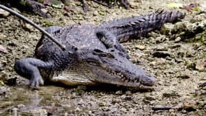 Predator or Prey