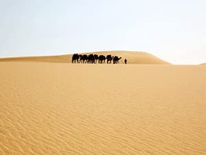 The Yellow Sahara