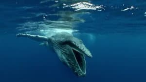 If I Were a Humpback Whale