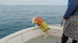Whale Poop Dogs & Sheep Herding Dogs