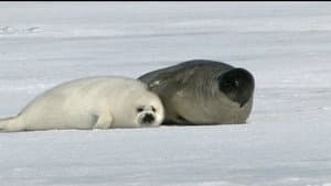 If I Were a Seal