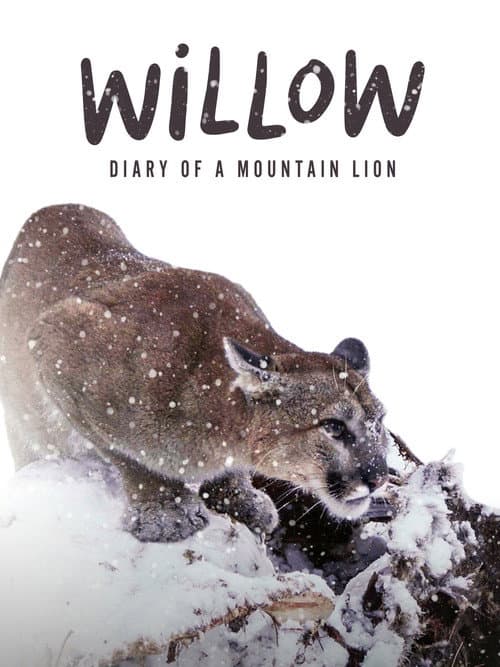 Willow: Diary of a Mountain Lion