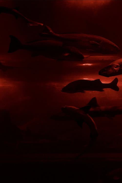 Red Wave​