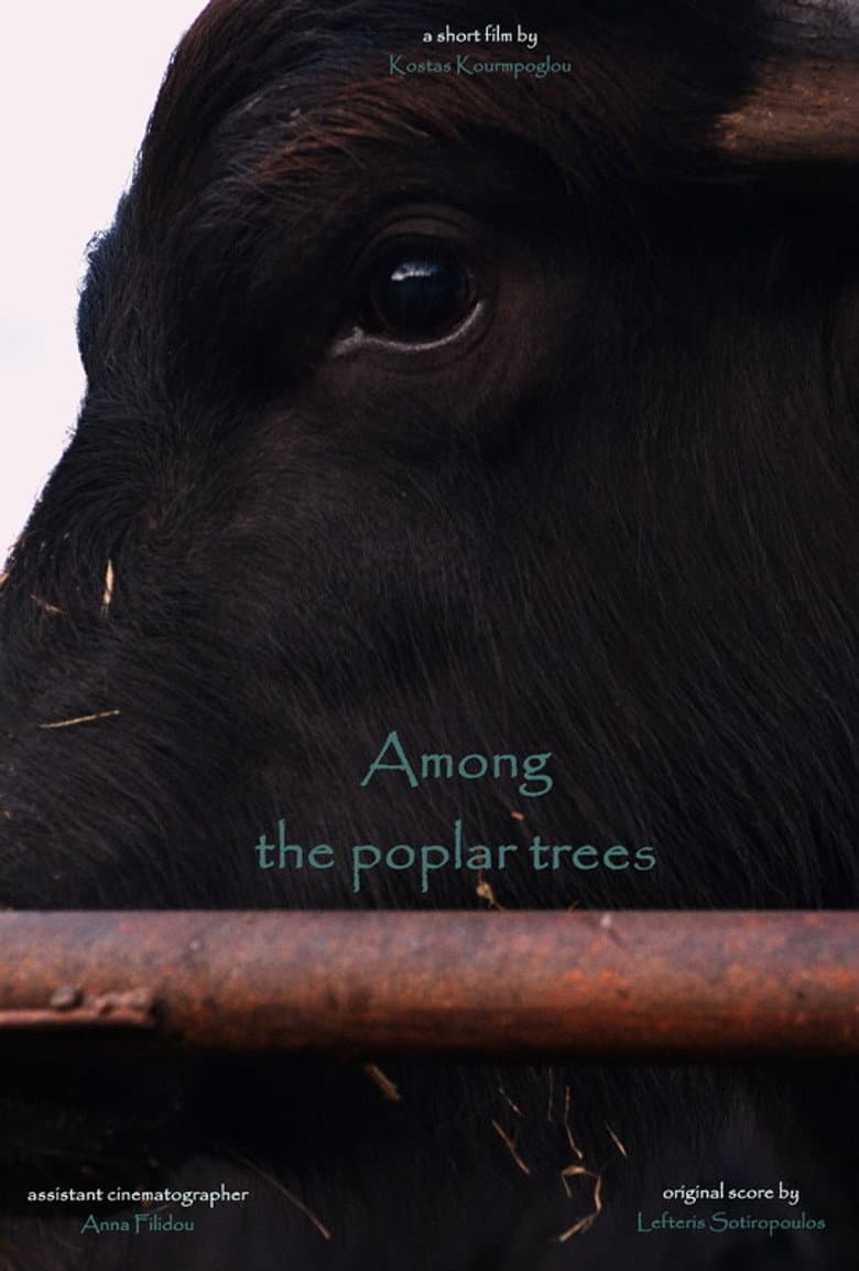 Among the poplar trees