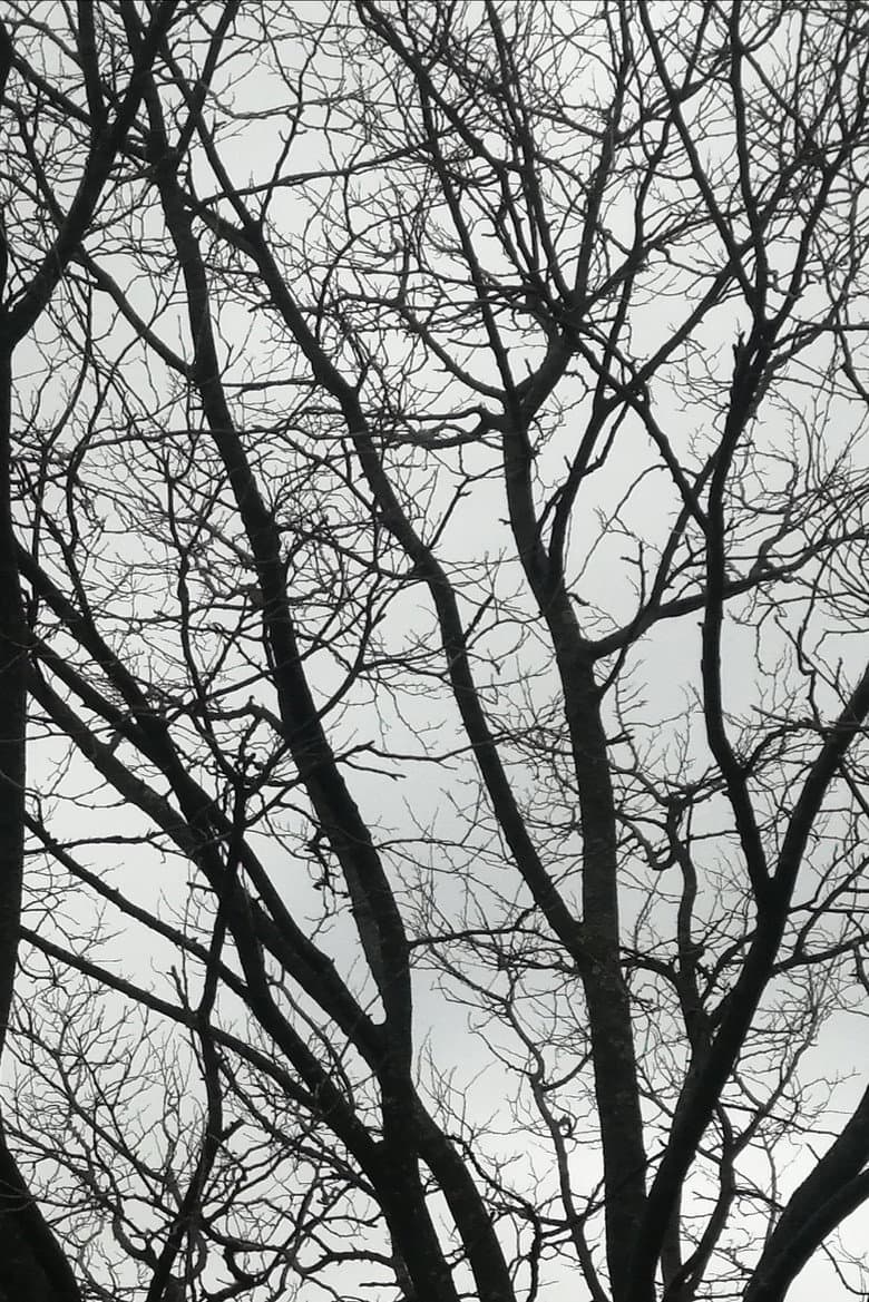 Tree Limbs